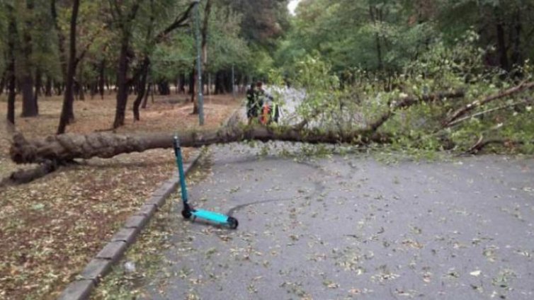 Дърво падна върху дете в парк
