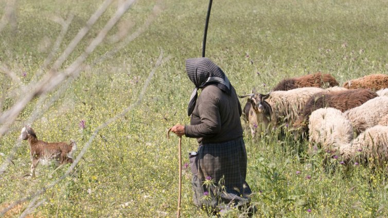Издирват възрастна жена, изчезнала в Средна гора