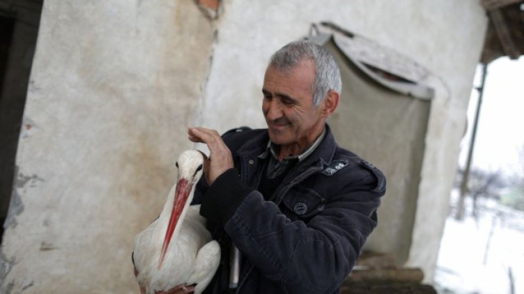 77 щъркела, спасени от студа, бяха пуснати на свобода