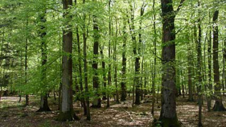 Седем акта за ден съставиха горските от Варна
