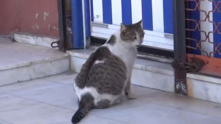 Бременна котка роди в човешка болница