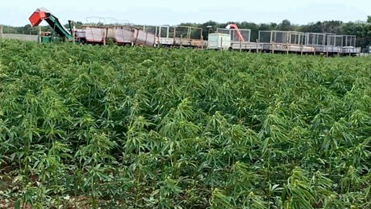 Сушата удари дори реколтата от коноп край Българево