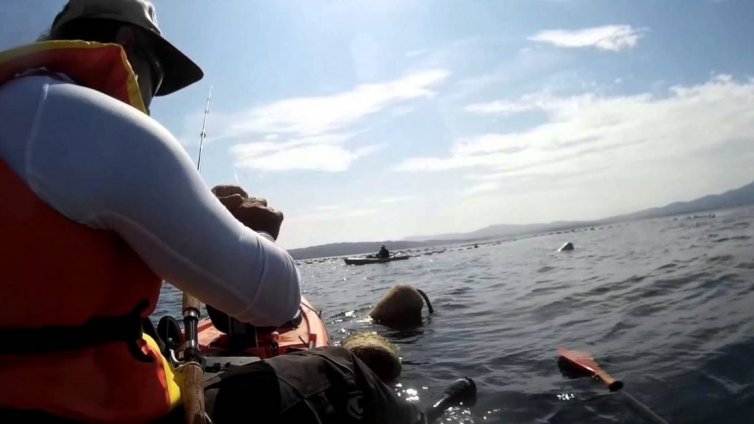 Риболовен билет и за Черно море, с него отпускат до 5 кила улов