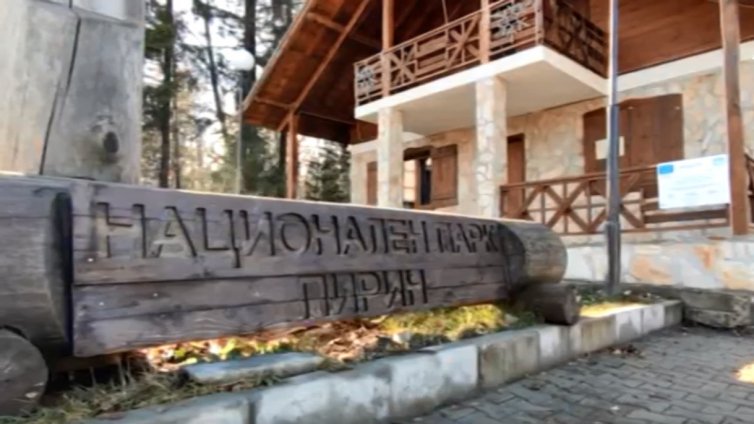 Снимки на убити бременни кози в Пирин разтърсиха мрежата. Реални ли са?