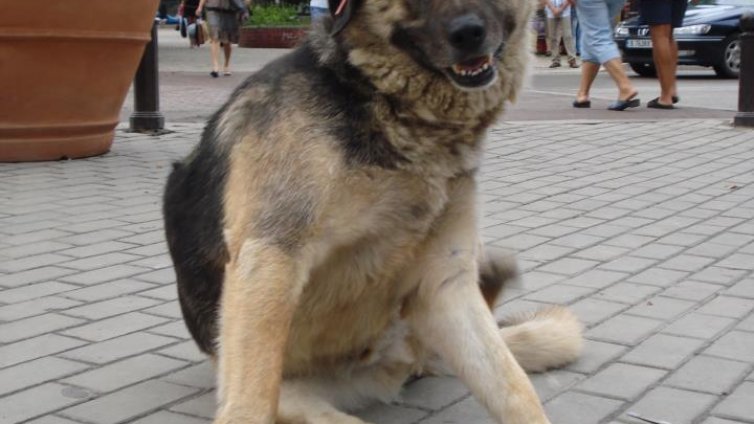 Инциатива за изграждане на паметник на куче набира скорост във Фейсбук