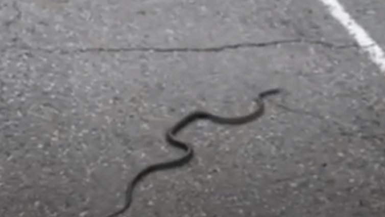 Змиите изпълзяха след обилните дъждове