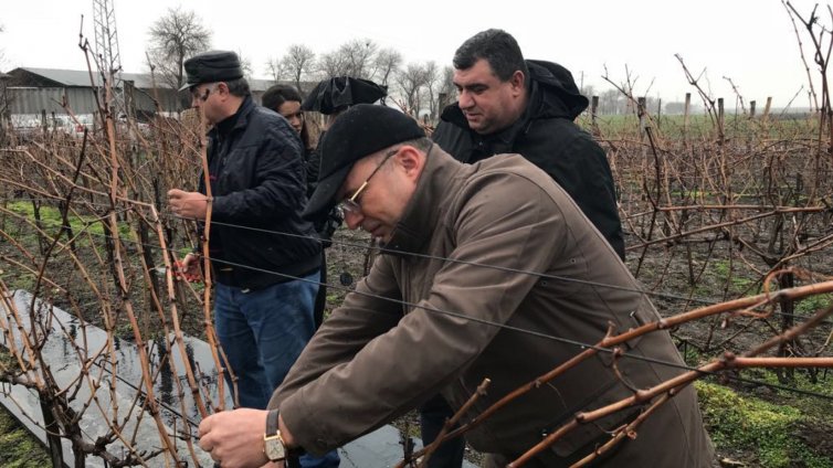 Лозовите масиви в страната са над 600 000 декара