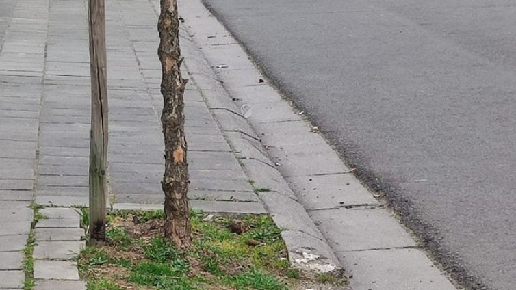 Кола се вряза на карнавал в Белгия, уби шестима