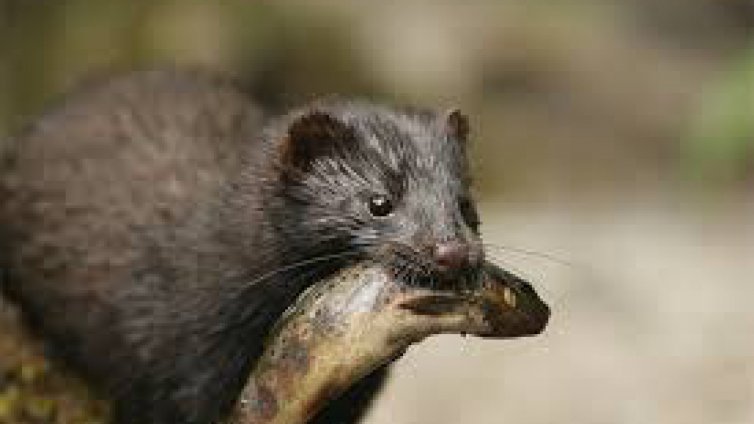 Днес протестират срещу ферма за норки край Варна