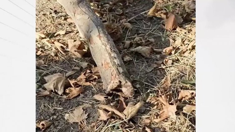 Клон се стовари върху дете във Варна: Майката завежда дело срещу общината