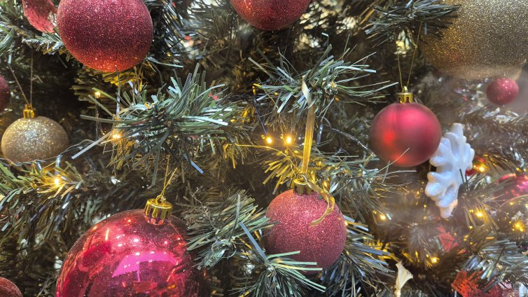 Между 30 и 100 лева струват естествените елхи на пазарите във Варна