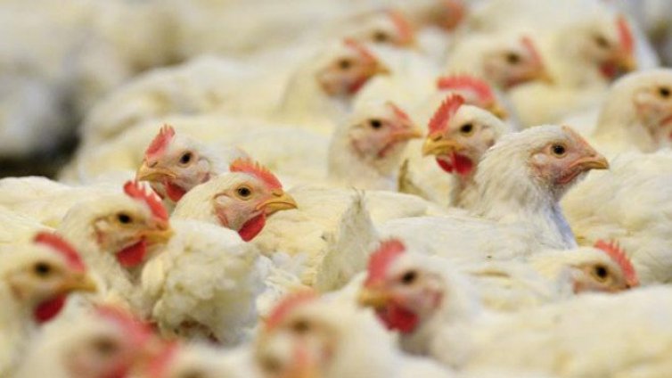 БАБХ отмени забраната за продажба на птици по пазарите