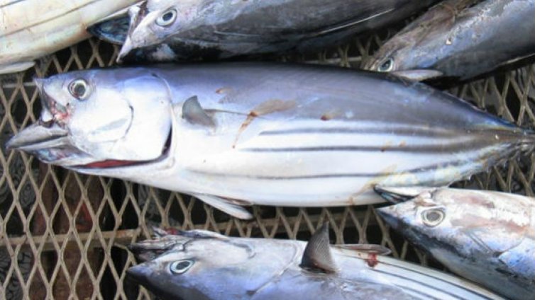 Цакат ни с вносен паламуд във Варна