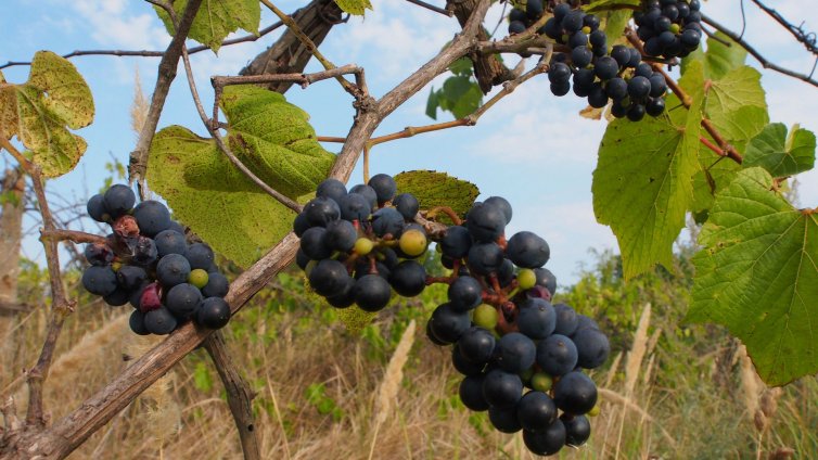 Цената на гроздето премина границата от един лев