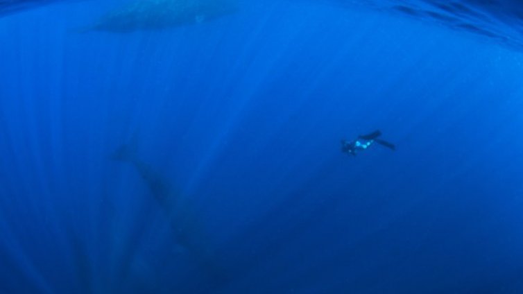 Намаляването на кислорода в океаните ще е забележимо през 30-те години