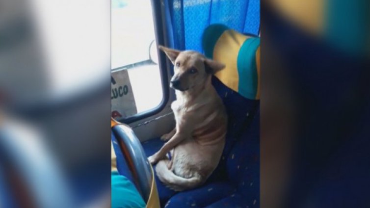 Бездомно куче в автобуса стана хит