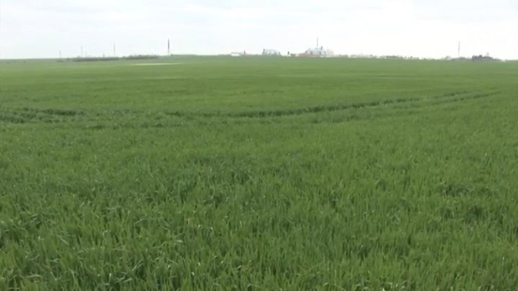 Земеделци от Добруджа: Горива и торове повличат цената на хляба!