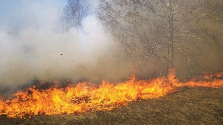 8 дка широколистна гора изгоря край Варна