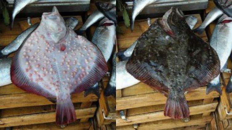 Заплашени сме от нулева квота за улова на калкан