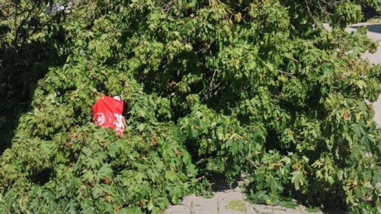 Дърво падна на улица "Георги С. Раковски" във Варна