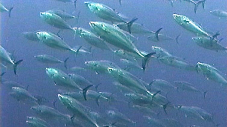 Рибата и мидите в Черно море са чисти