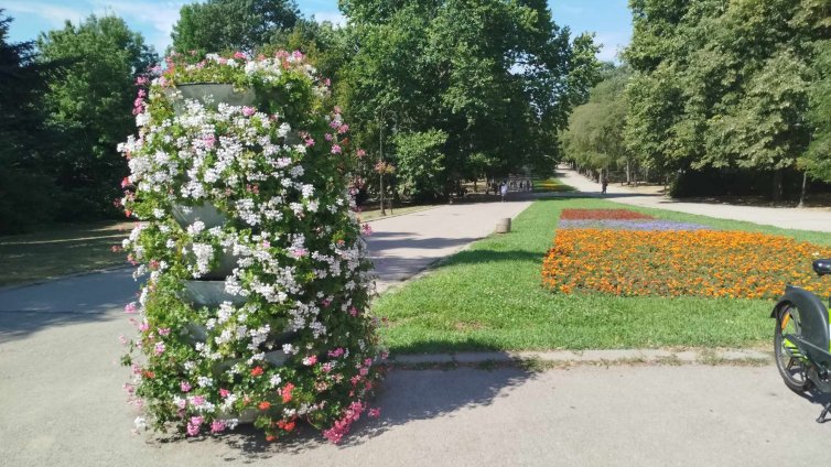 С повече рози ще бъде зацветена Варна тази година