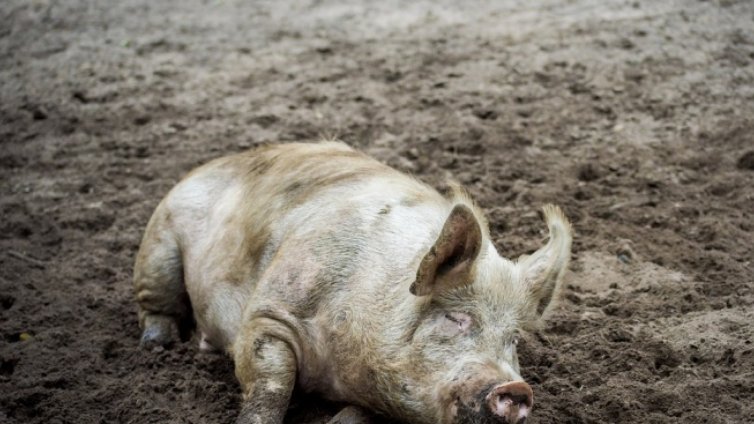 Положителна е пробата за чума по свинете във варненското село Тутраканци