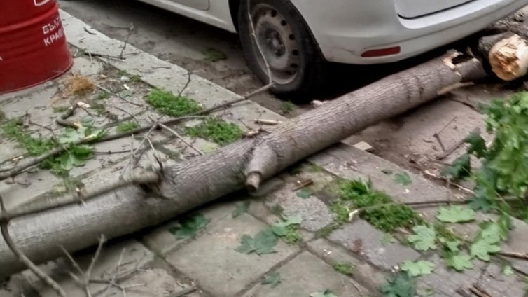 Клон се стовари на оживено място в центъра на Варна