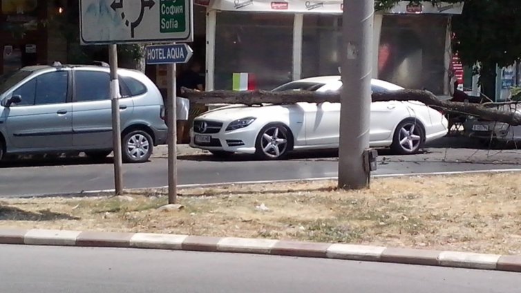 Дърво "уцели" неправилно паркирала кола във Варна