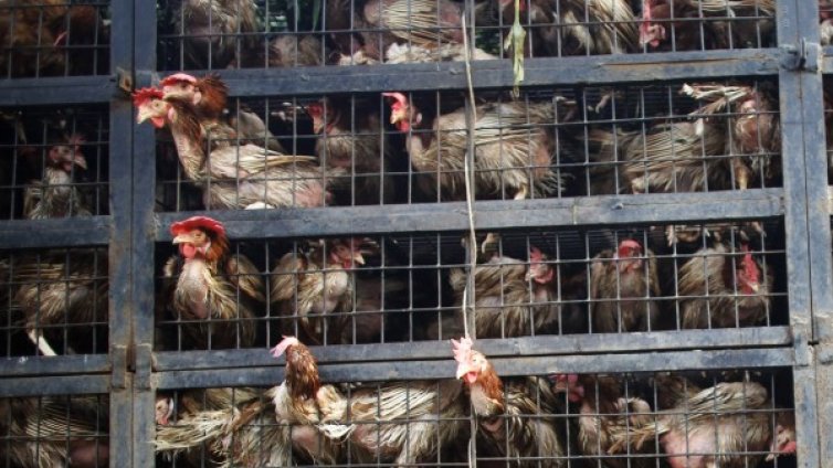 Ток уби жена във ферма за пилета