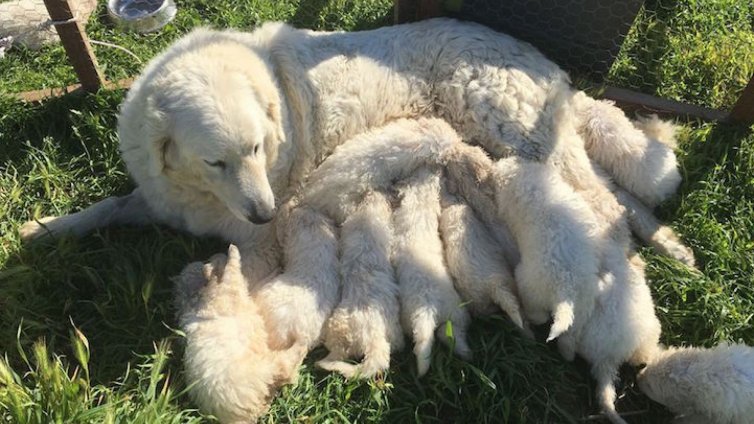 Рекорд! Овчарско куче роди 17 палета