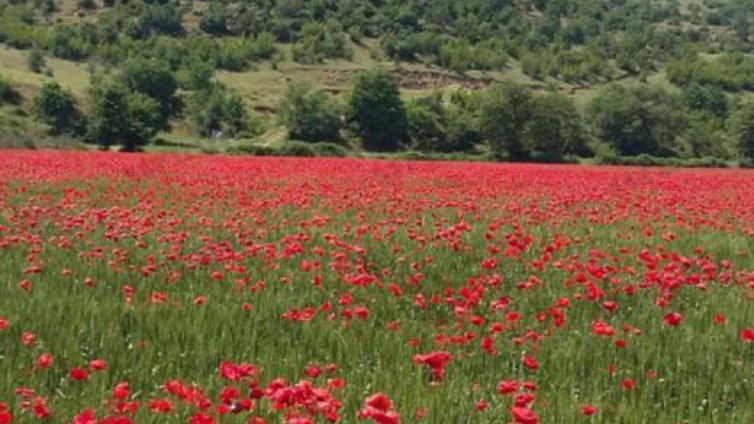 Милиони макове покриха ливада край Сандански