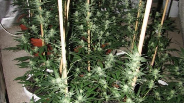 Оставиха в ареста разследван за наркооранжерия край Нови пазар