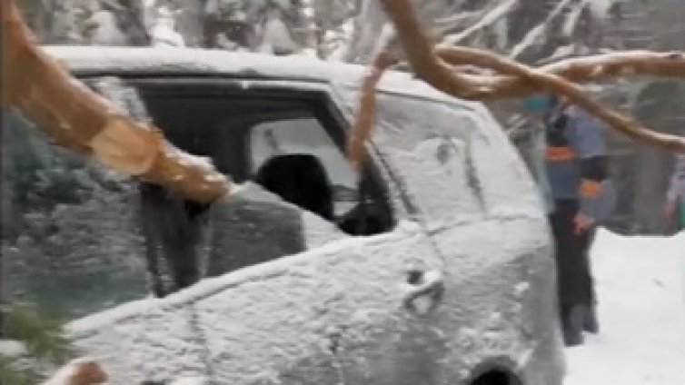 Дърво падна и се вряза в автомобил по пътя за Бъндеришка поляна