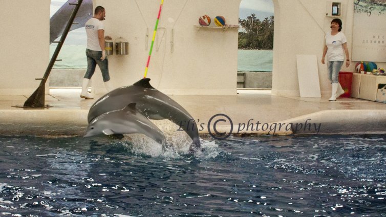 Показаха бебе делфинче, родено във варненския делфинаруим (СНИМКИ)