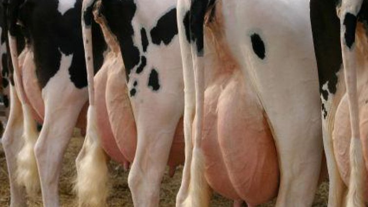 Парите от произведеното мляко стигат само за издръжката на дойните крави