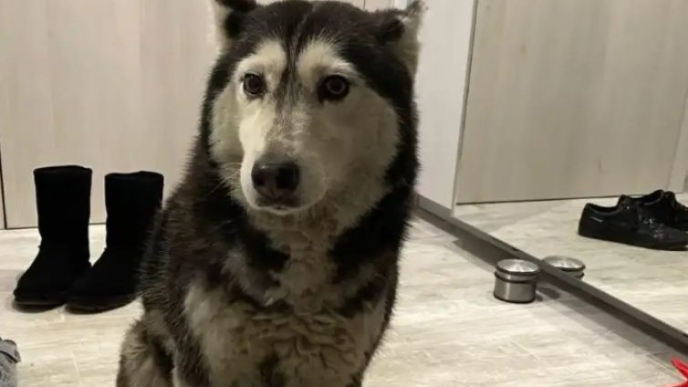 ВМА отстрани от работа лекаря, прегазил куче в София