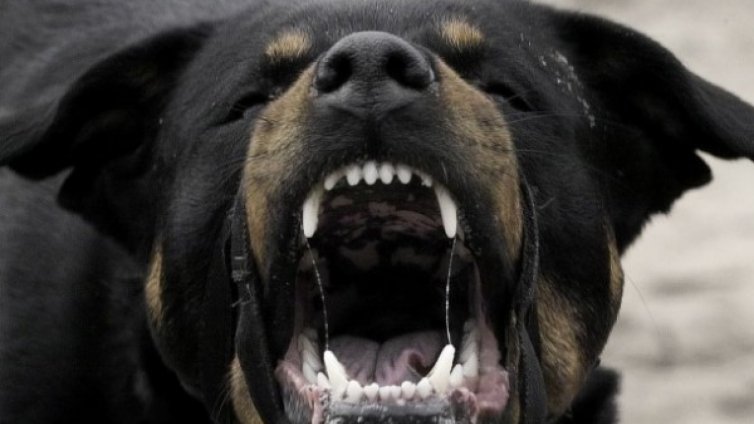 Ротвайлер нахапа мъж пред детска градина в София