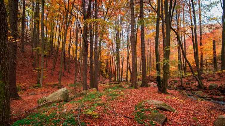 Синоптик: Циганското лято се отлага и ще започне някъде около 30 октомври