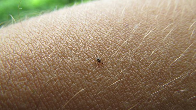 Двойно по-малко ухапани от кърлежи във Варна
