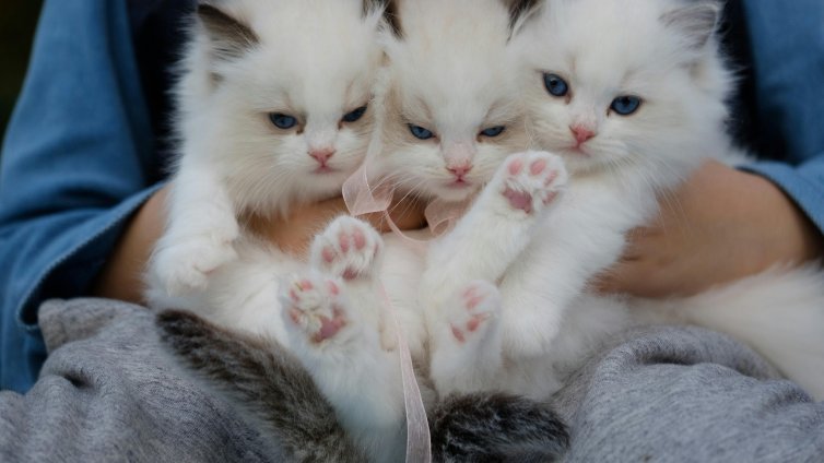 Котките са приятели с хората от около 4000 години