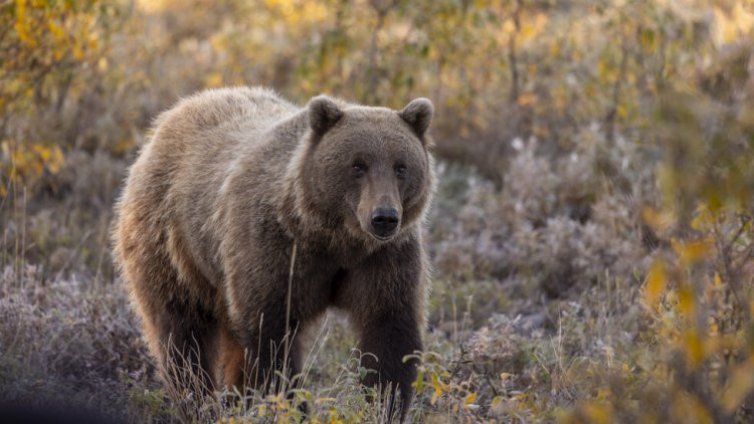 Мечка нападна мъж докато бере гъби