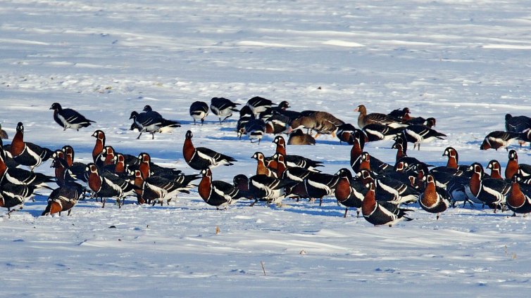 За 41-ва поредна година броим зимуващите водолюбиви птици в България