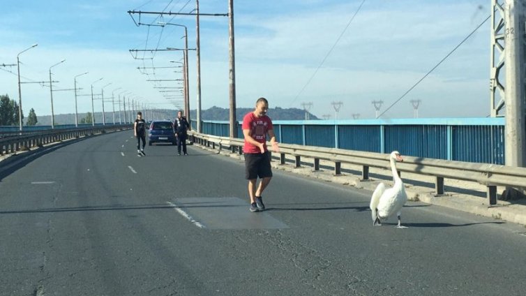 Лебед спря движението по "Аспаруховия мост"