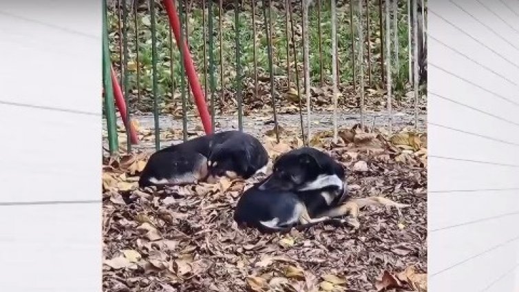 Агресивни кучета нападат деца и хора до варненско училище (ВИДЕО)