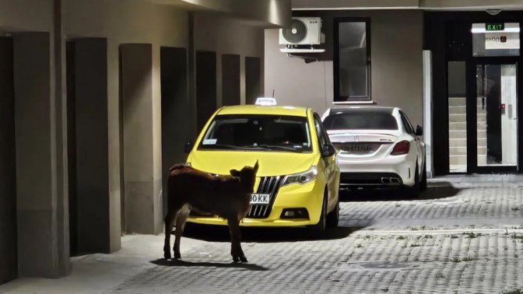 Куриоз: Теле нахлу в жилищна сграда