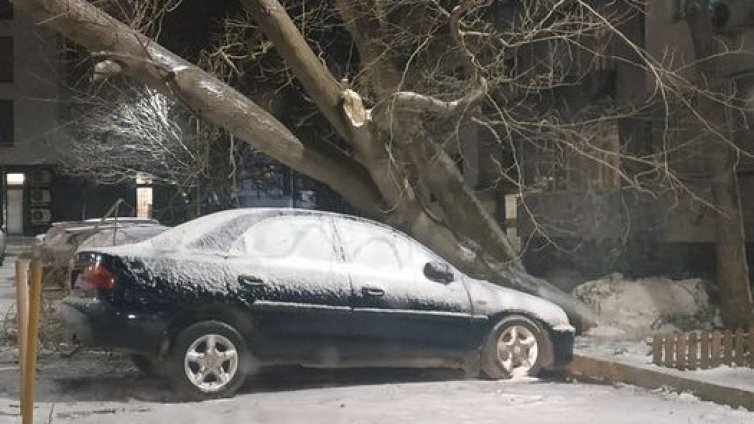 Две коли са смачкани от паднали дървета във Варна