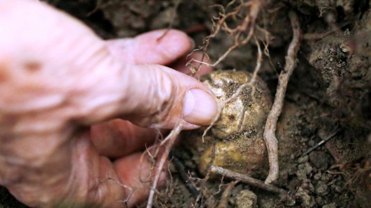 В Балчик: притеснени от бума на незаконния добив на трюфели