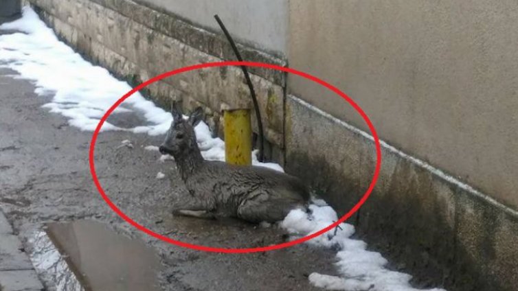 Сърничка бедства на столична улица