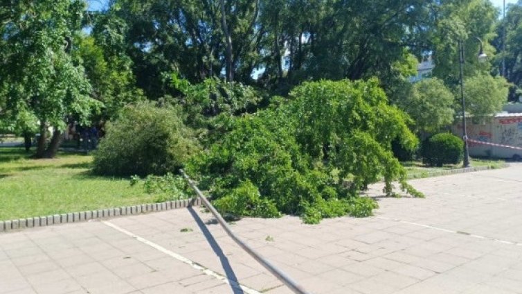 Клон от дърво падна в градинката до Катедралата във Варна